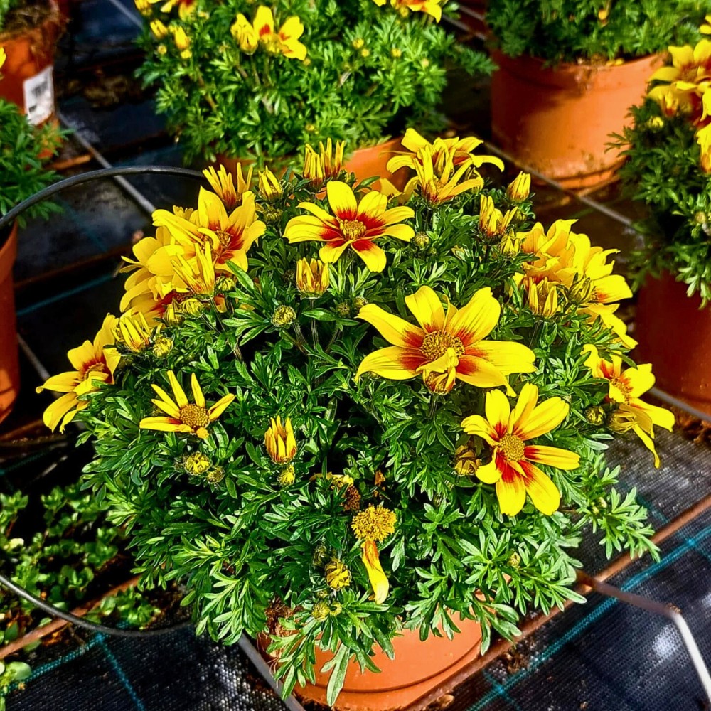 Bidens, also called Bidens ferulifolia or Apache beggarticks and sometimes fern leaved beggarticks