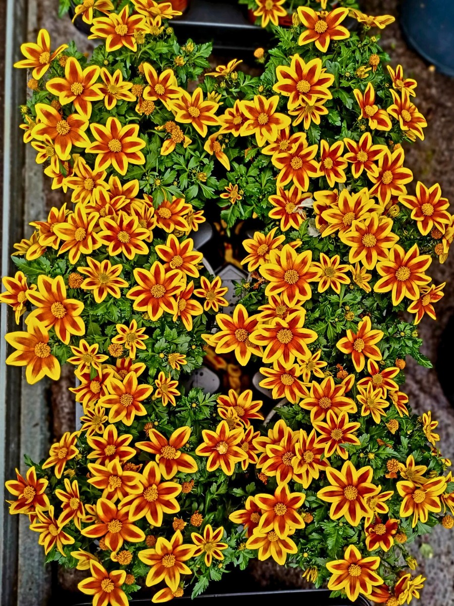 Biden flowers are part of the Asteraceae family - Inset: Bidens blooming