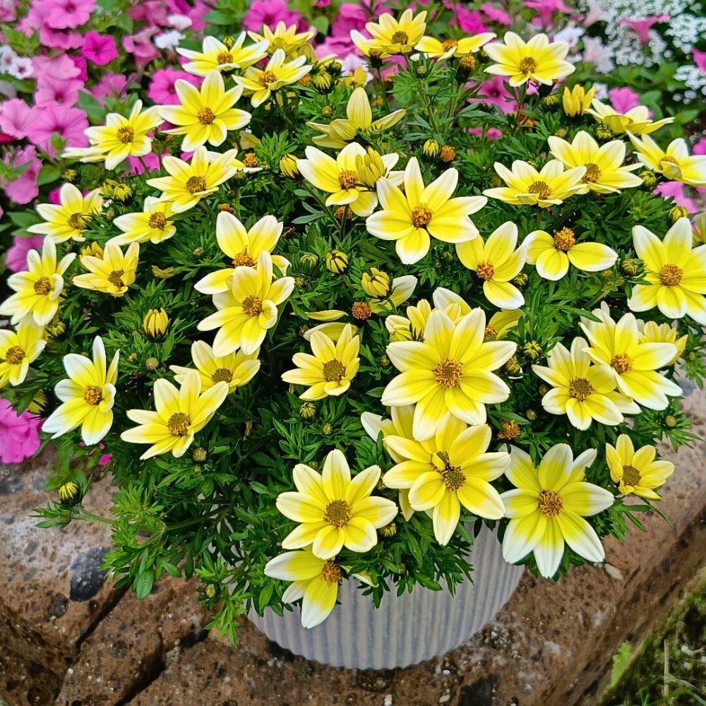 Bidens Spicy Electric White