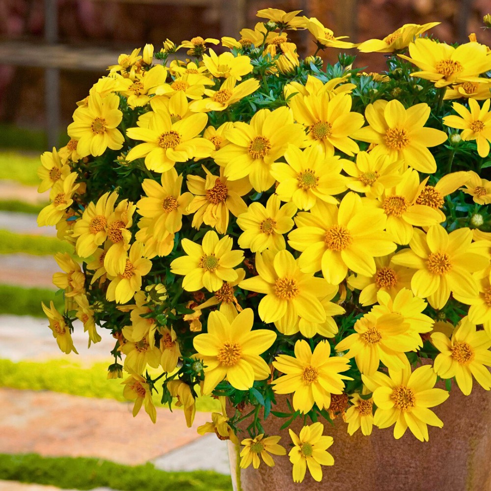 Sunny Charm of Bidens Flowers Also Called Bidens Ferulifolia. Inset: one of the Bidens varieties - Biden Rock Star