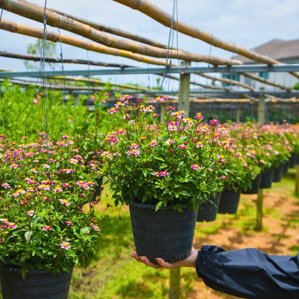 hanging pots of rare pink Bidens