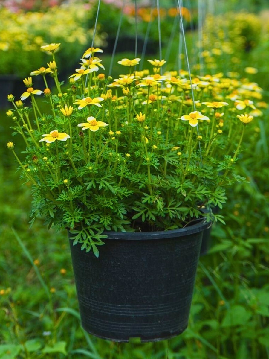 potted fern-leaved beggarticks or a flowering bidens plant
