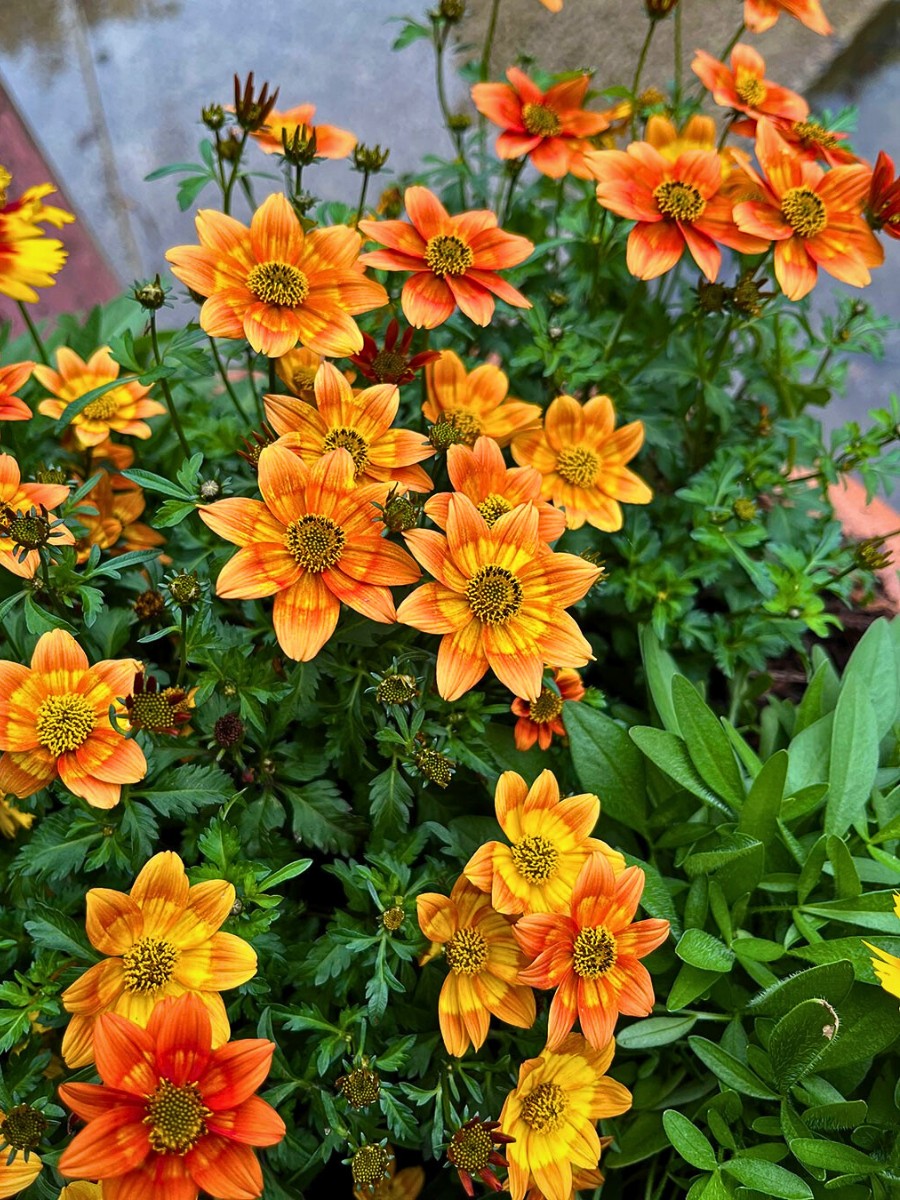 Biden flowers in a garden setting
