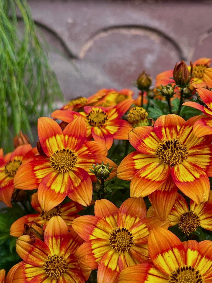 Biden Flowers, Also Called Bidens Ferulifolia