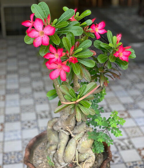 The Flowers of Bali Adenium Obesum