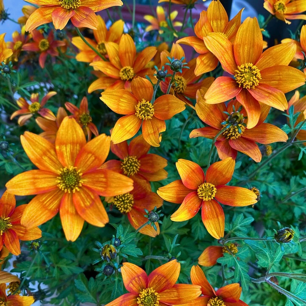 typical flowers of the Bidens ferulifolia