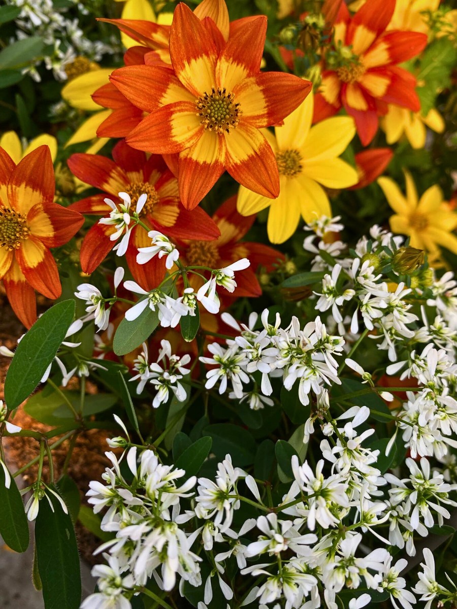 The dainty daisy-like Biden flowers