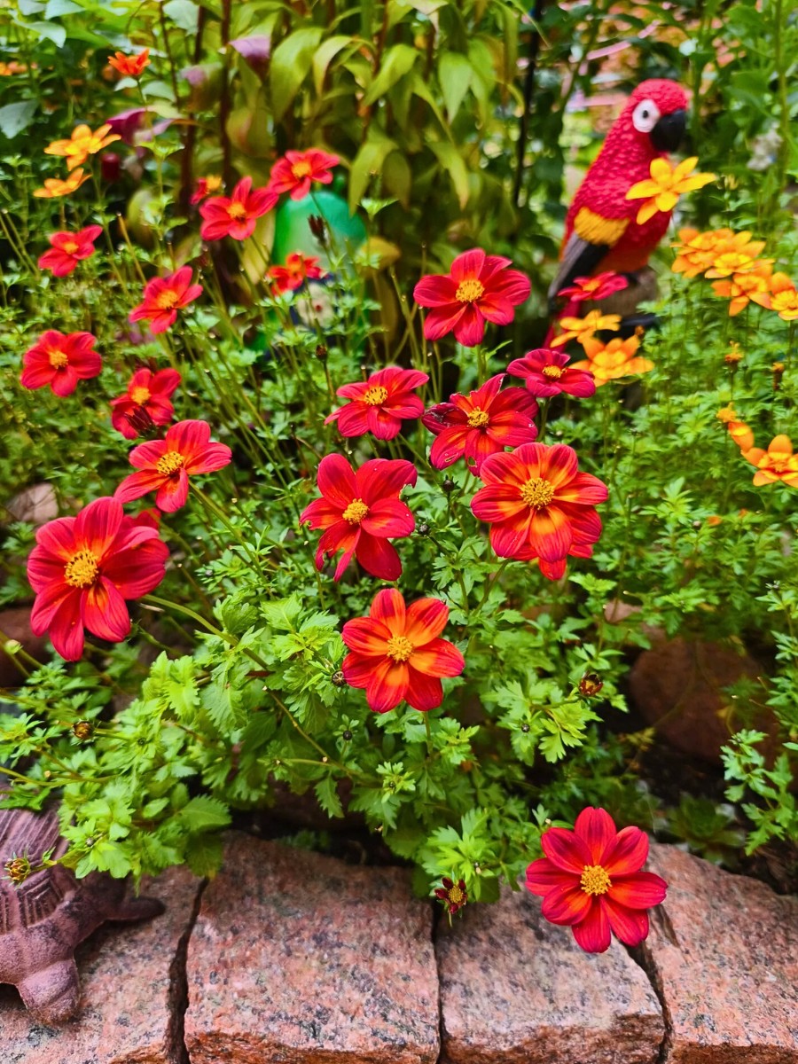Sunny Charm of Bidens Flowers Also Called Bidens Ferulifolia