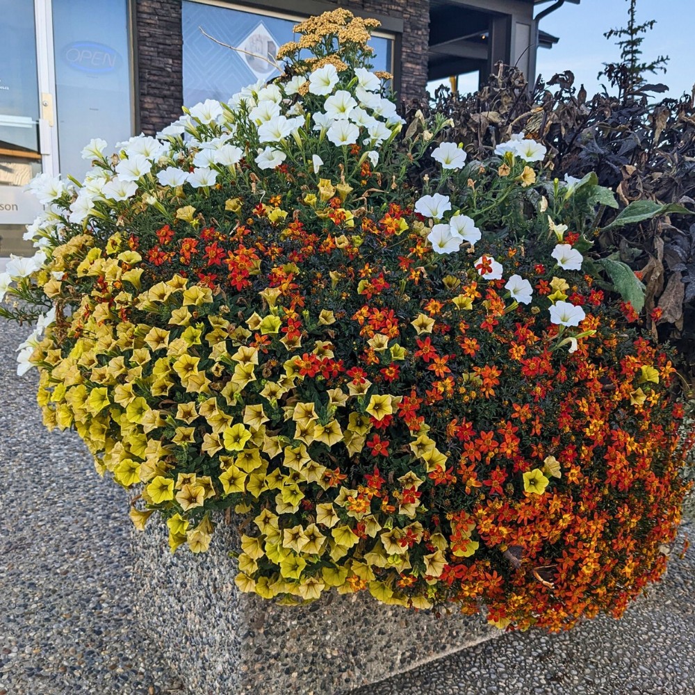 Biden flowers growing outdoors