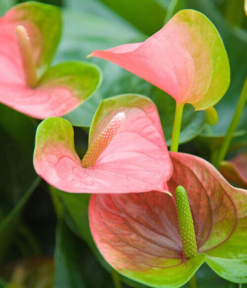 The Flowers of Bali Anthurium