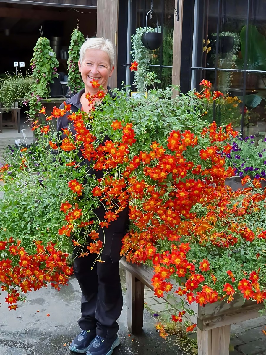 a lady holding well-grown and blooming Bidens flower plants