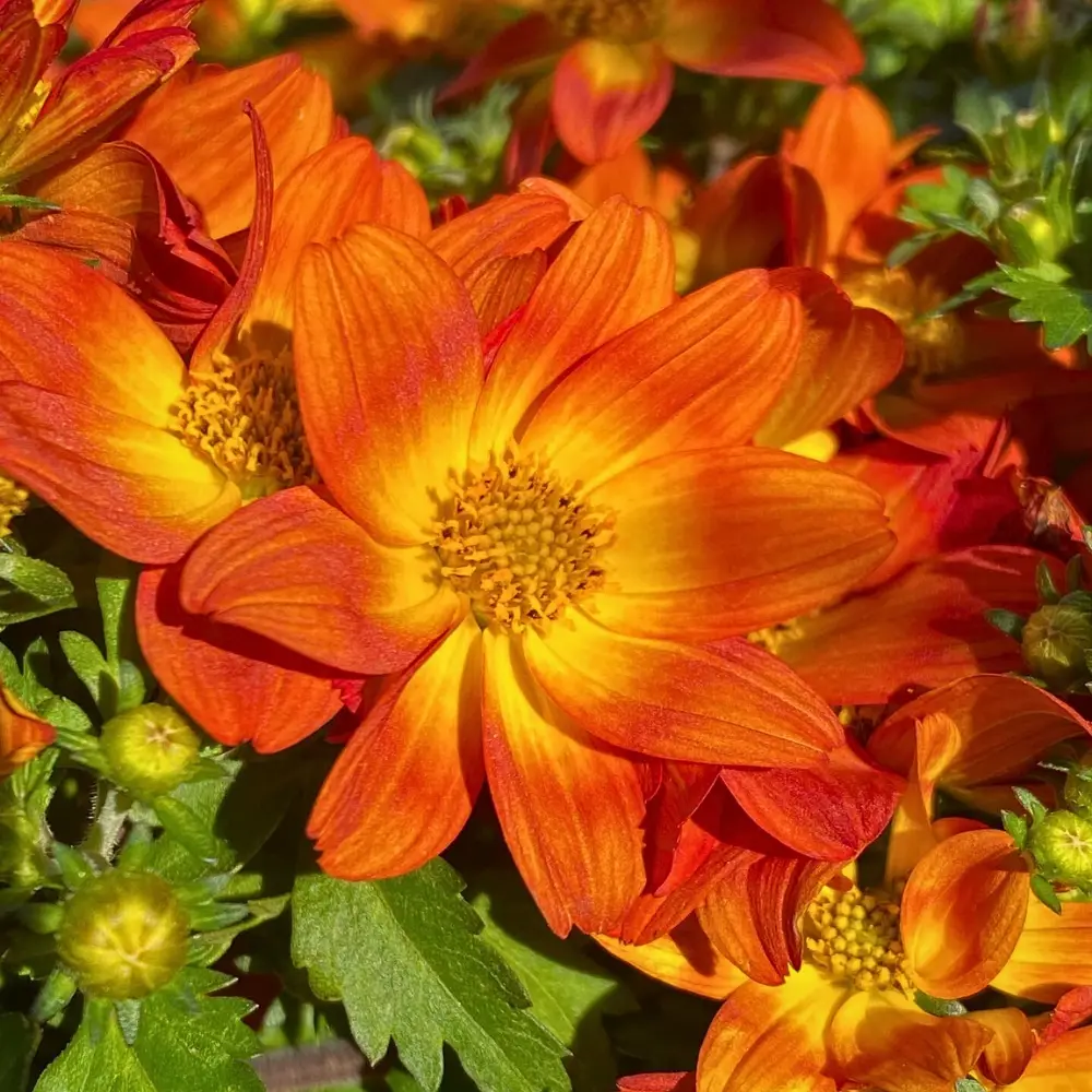 Biden Flowers, Also Called Bidens Ferulifolia or Apache Beggarticks