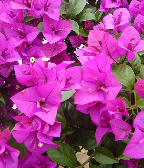 The Flowers of Bali Bougainvillaea