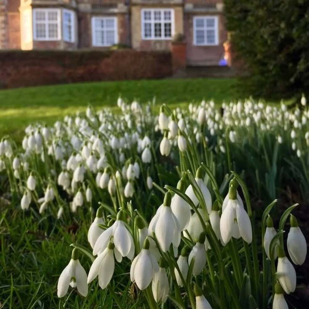 White snowdrop flowers in garden