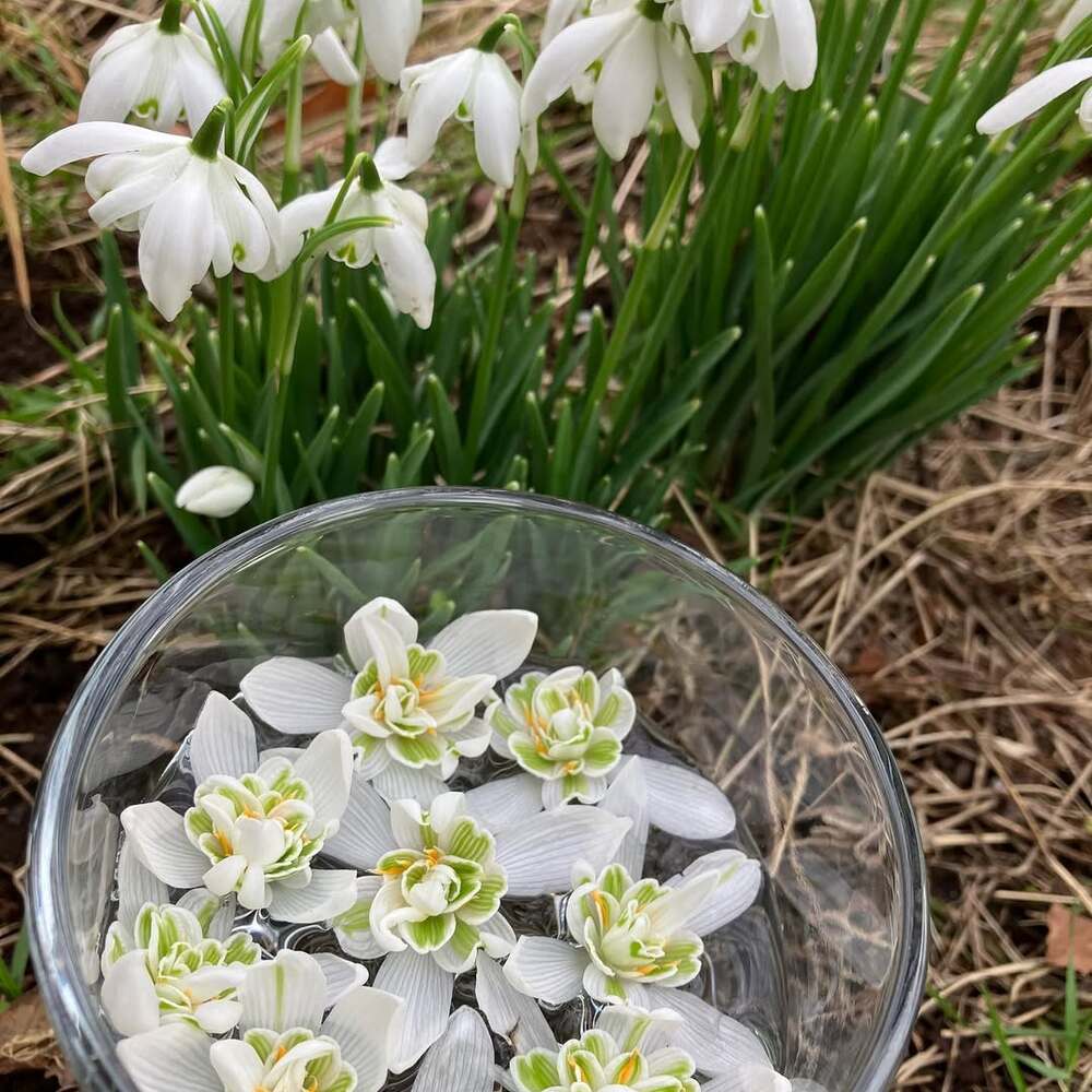 Snowdrop flowers floating in glass