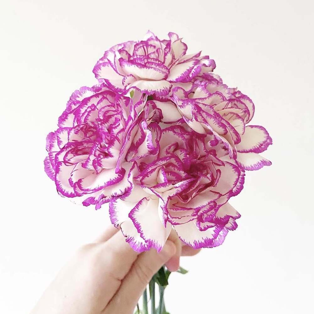 Hand holding purple-edged white carnations