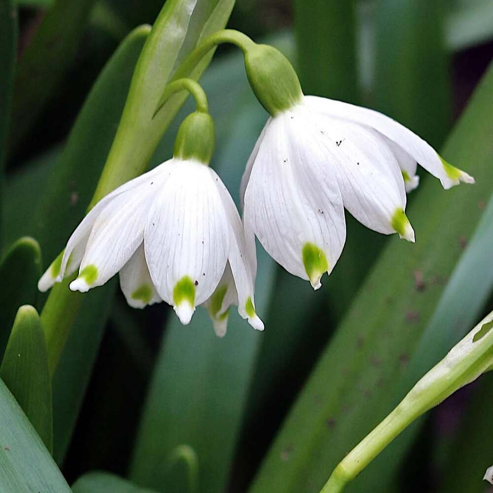 Close-up of delicate snowdrop flowers