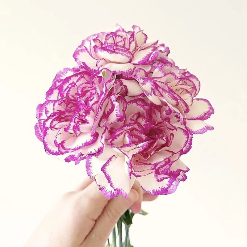 January Birth Flower Feature Image