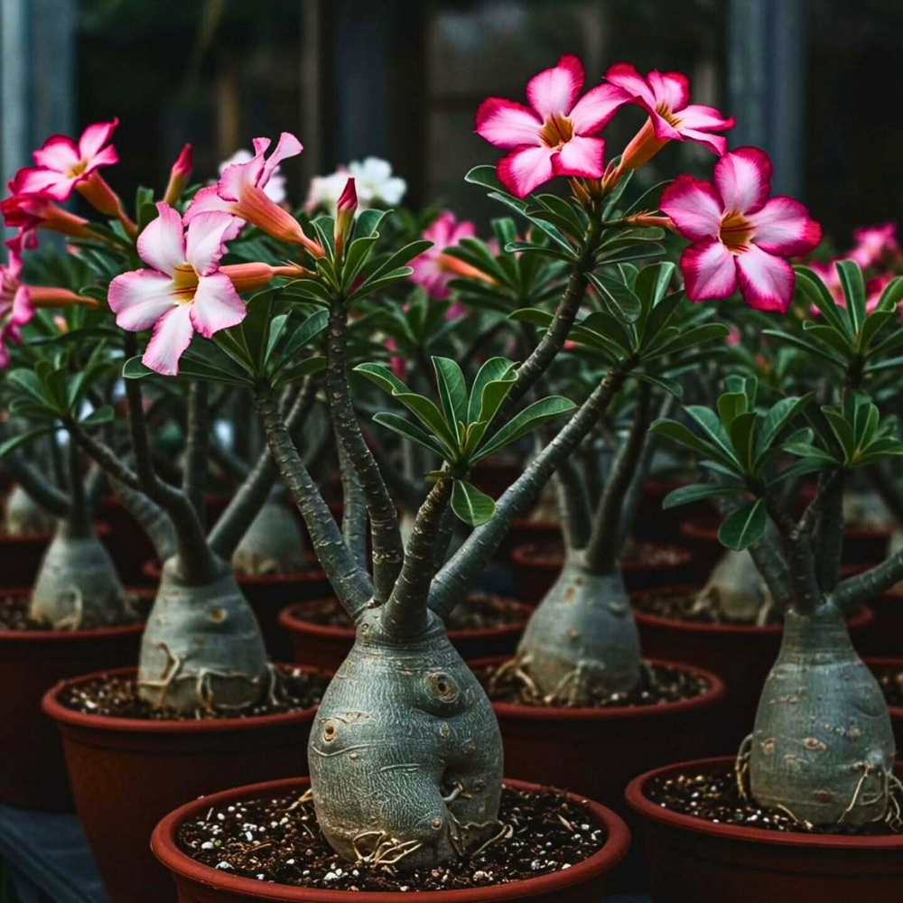 typical pink shades of the flowers of Adenium obesum