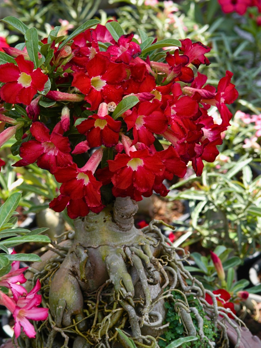 closeup of the stems of Adenium Obesum