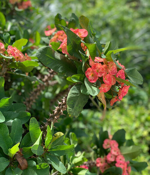 The Flowers of Bali Euphorbia