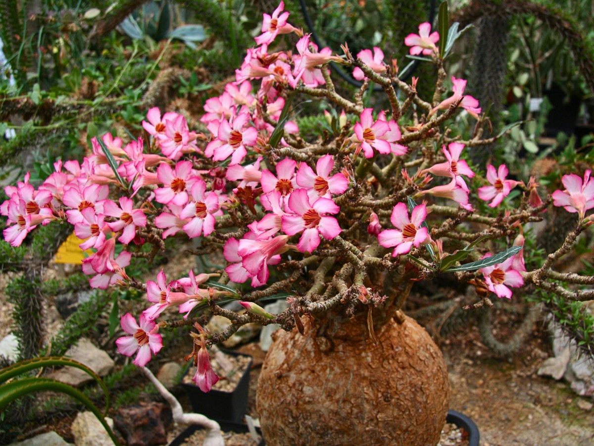 For bonsai enthusiasts, searching for the right Adenium obesum bonsai for sale could help you get an excellent option