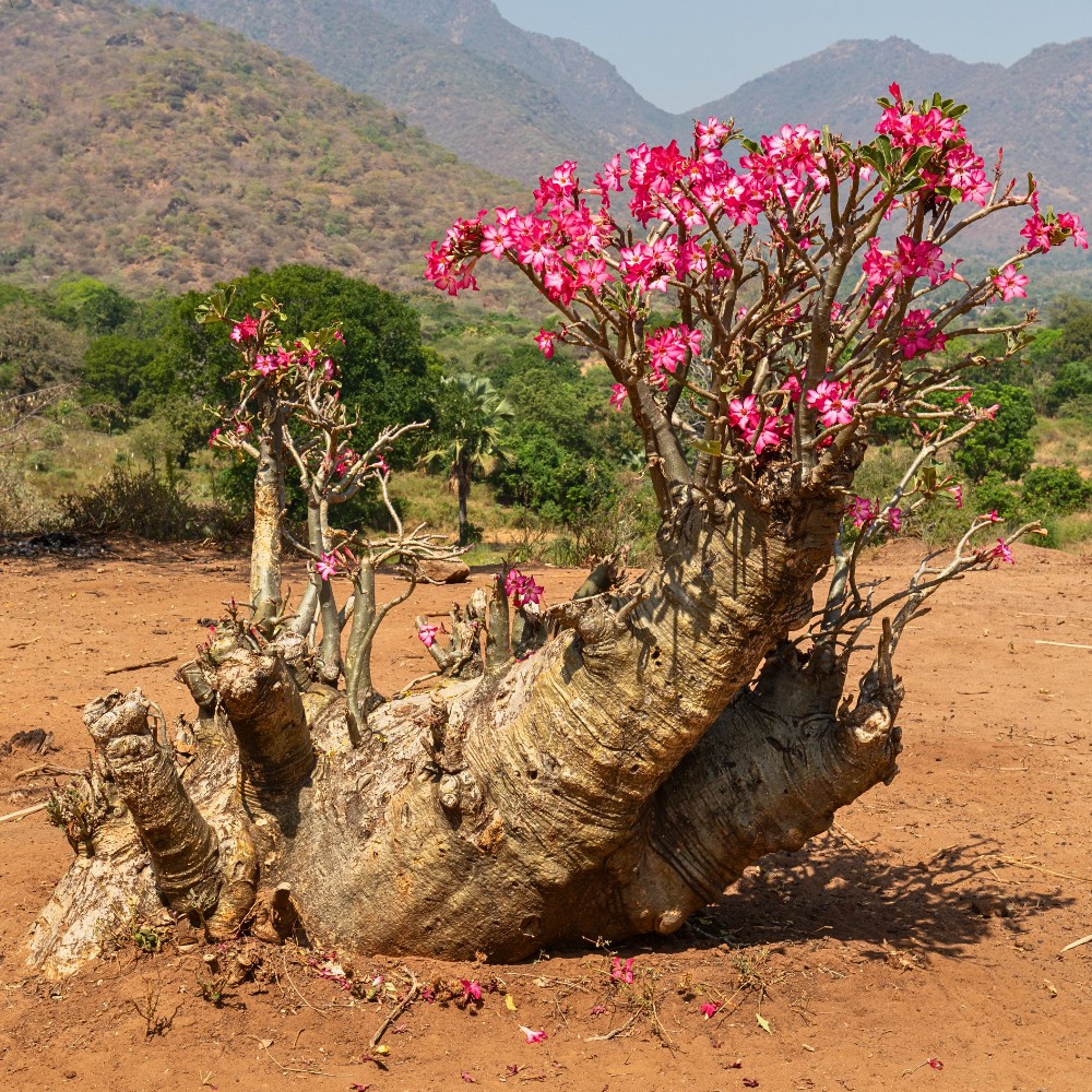 a beautiful Adenium obesum plant growing in the wild