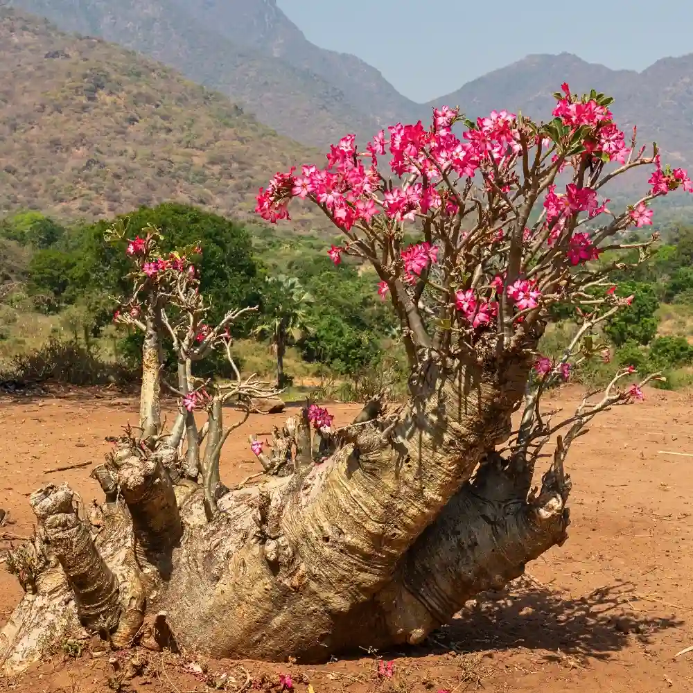 Here’s How to Grow and Care for the Desert Rose Plant Also Called Adenium Obesum