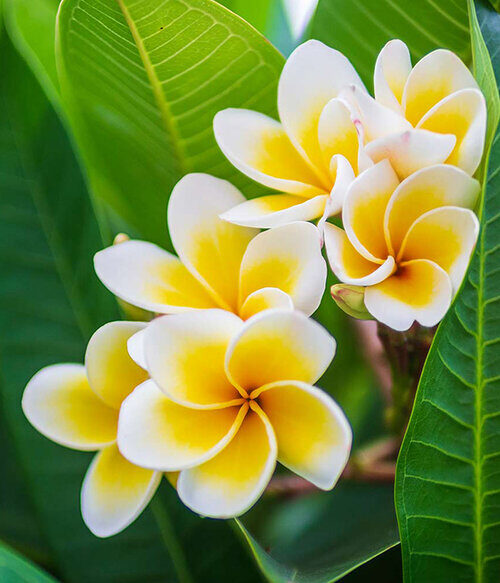 The Flowers of Bali Frangipani (plumeria)