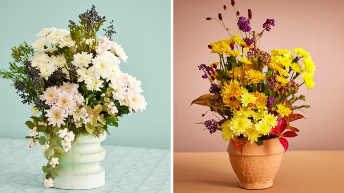 Chrysanthemum Pastela by Kreling Premium