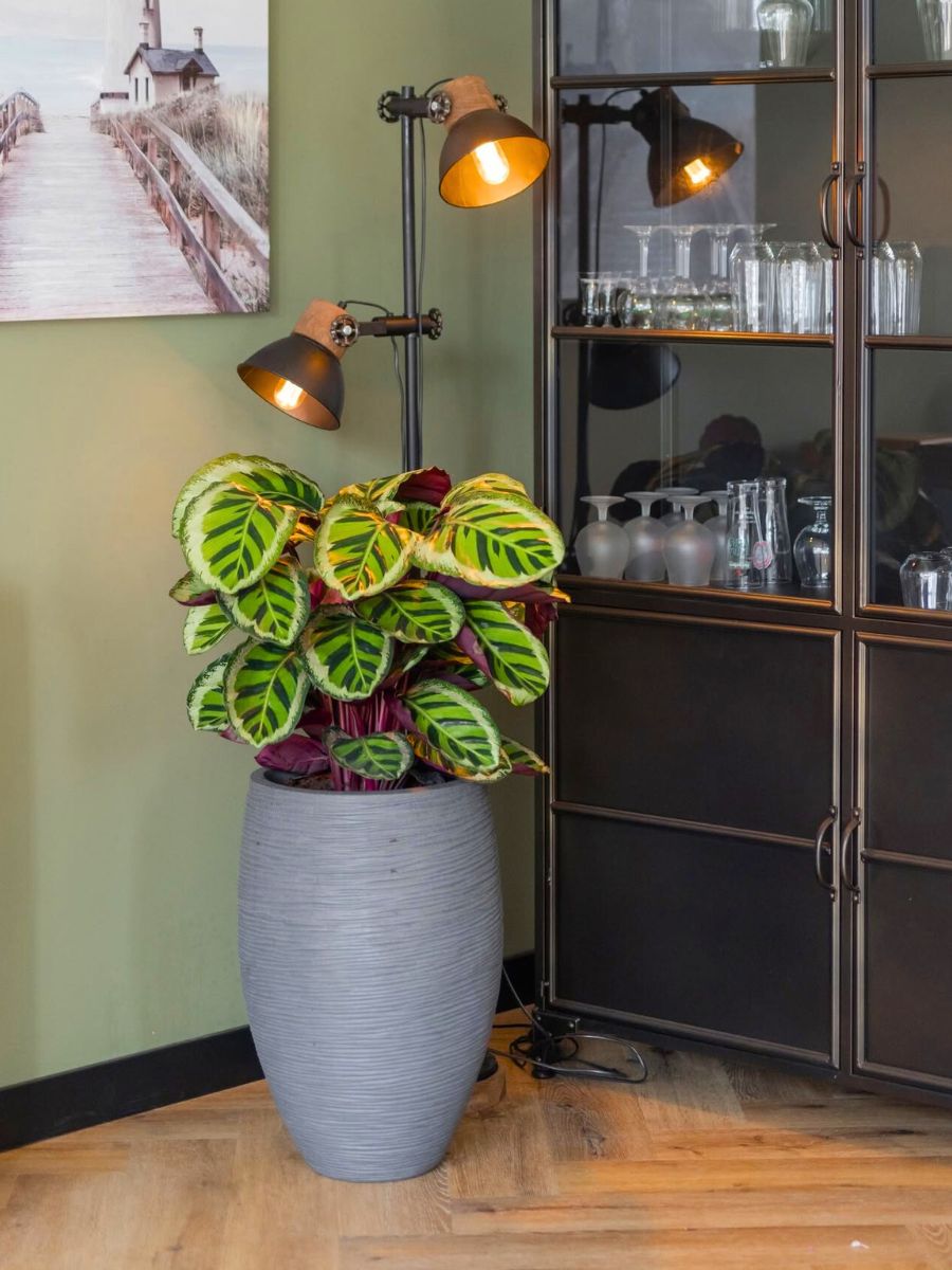 Phlebodium Davana by Air So Pure