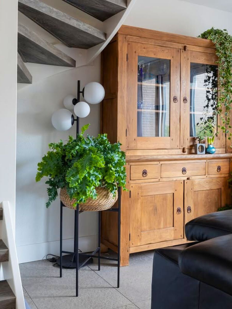 Phlebodium Davana by Air So Pure