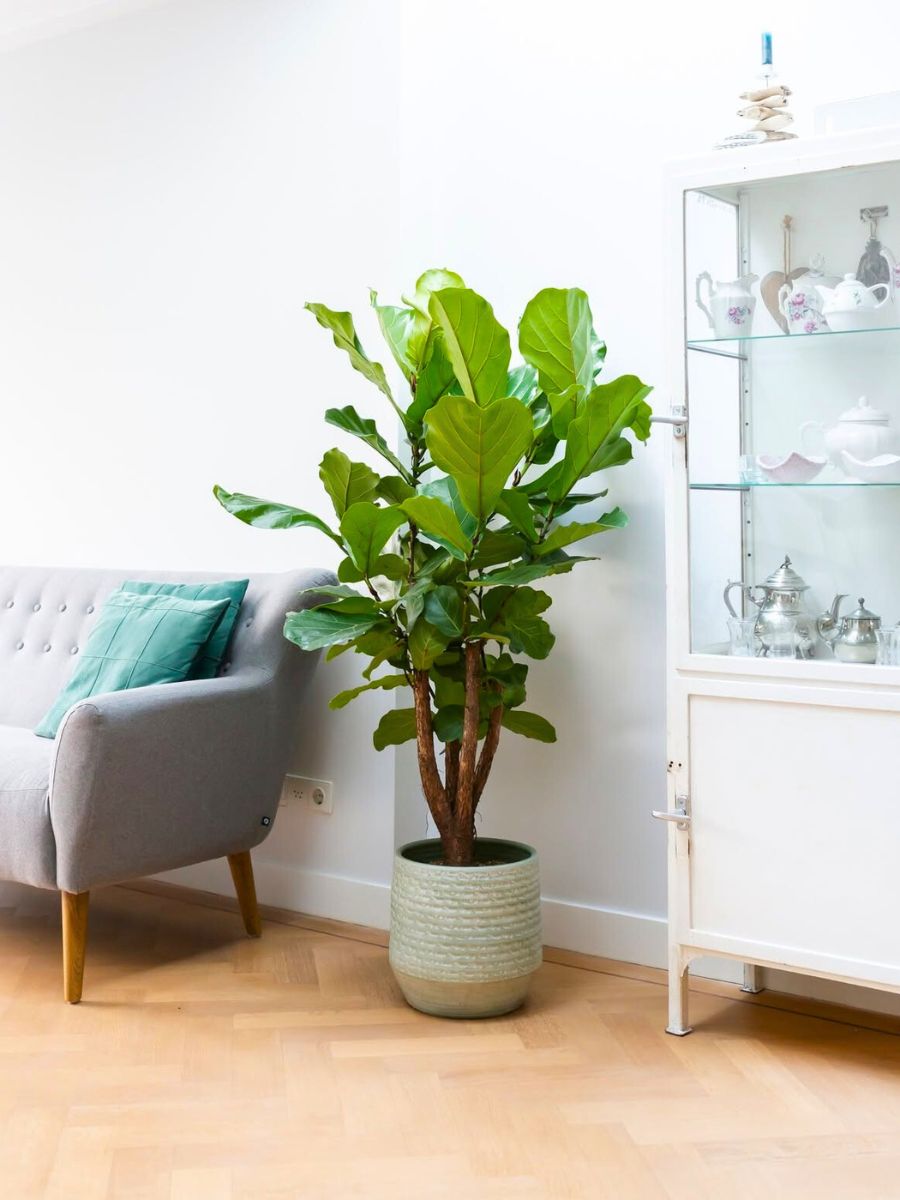 Ficus Lyrata by Air So Pure