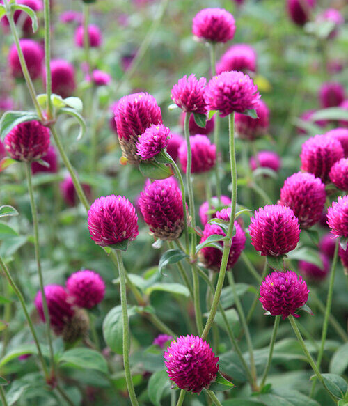 The Flowers of Bali Gomphrena (Bunga Ratna)