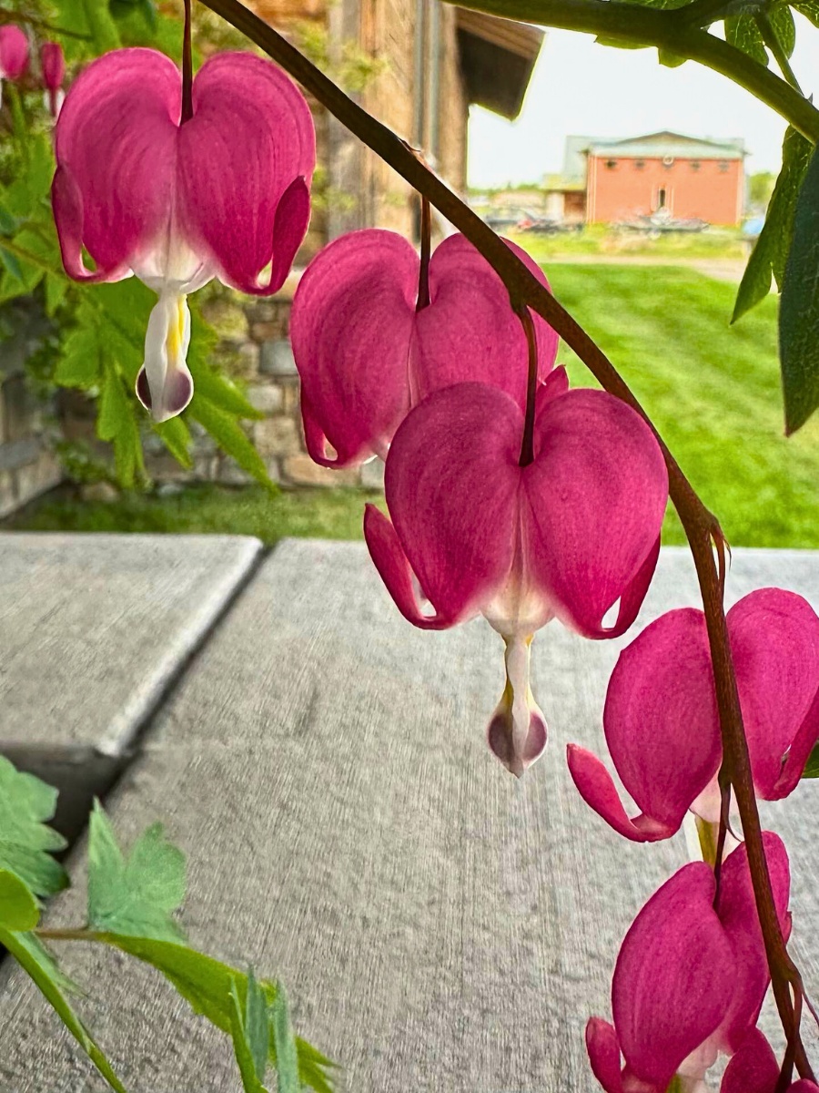 Bleeding Heart Flower Meaning, Symbolism, and Cultural Significance