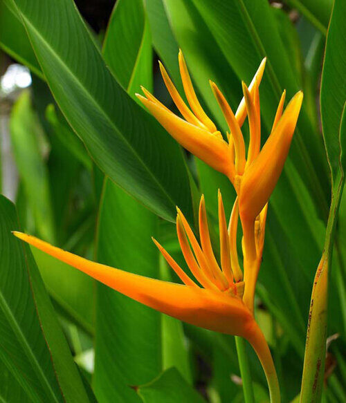The Flowers of Bali Heliconia (Birds of Paradise)