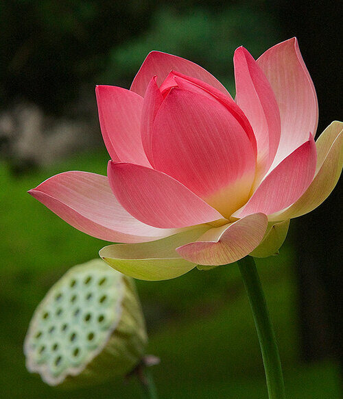 The Flowers of Bali Lotus