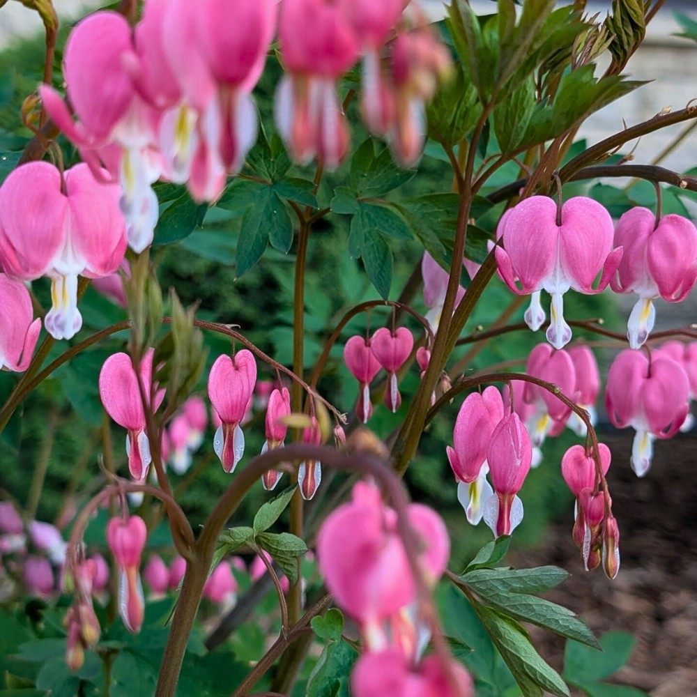 What Does Bleeding Heart Flower Mean?
