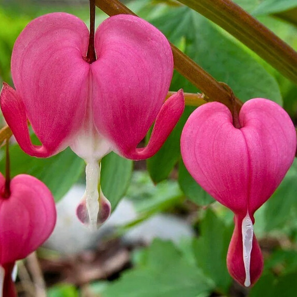 What is the meaning of bleeding heart flowers?