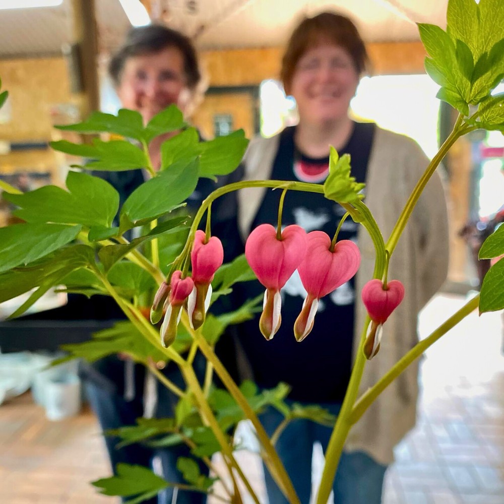 the bleeding heart flower meaning