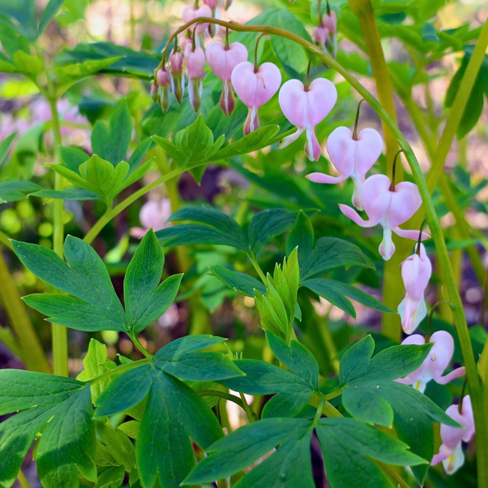 Love in its various forms is what the bleeding heart flower's meaning primarily emphasizes.