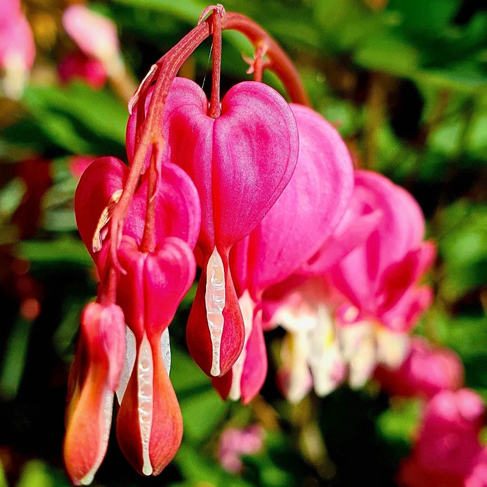 Bleeding Heart Flower Meaning, Symbolism, and Cultural Significance