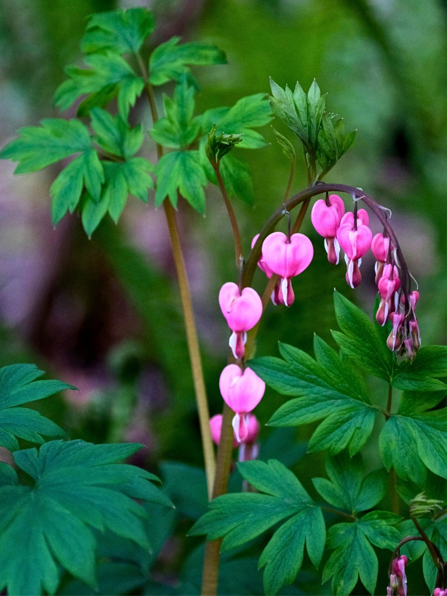 What does bleeding heart flower mean?
