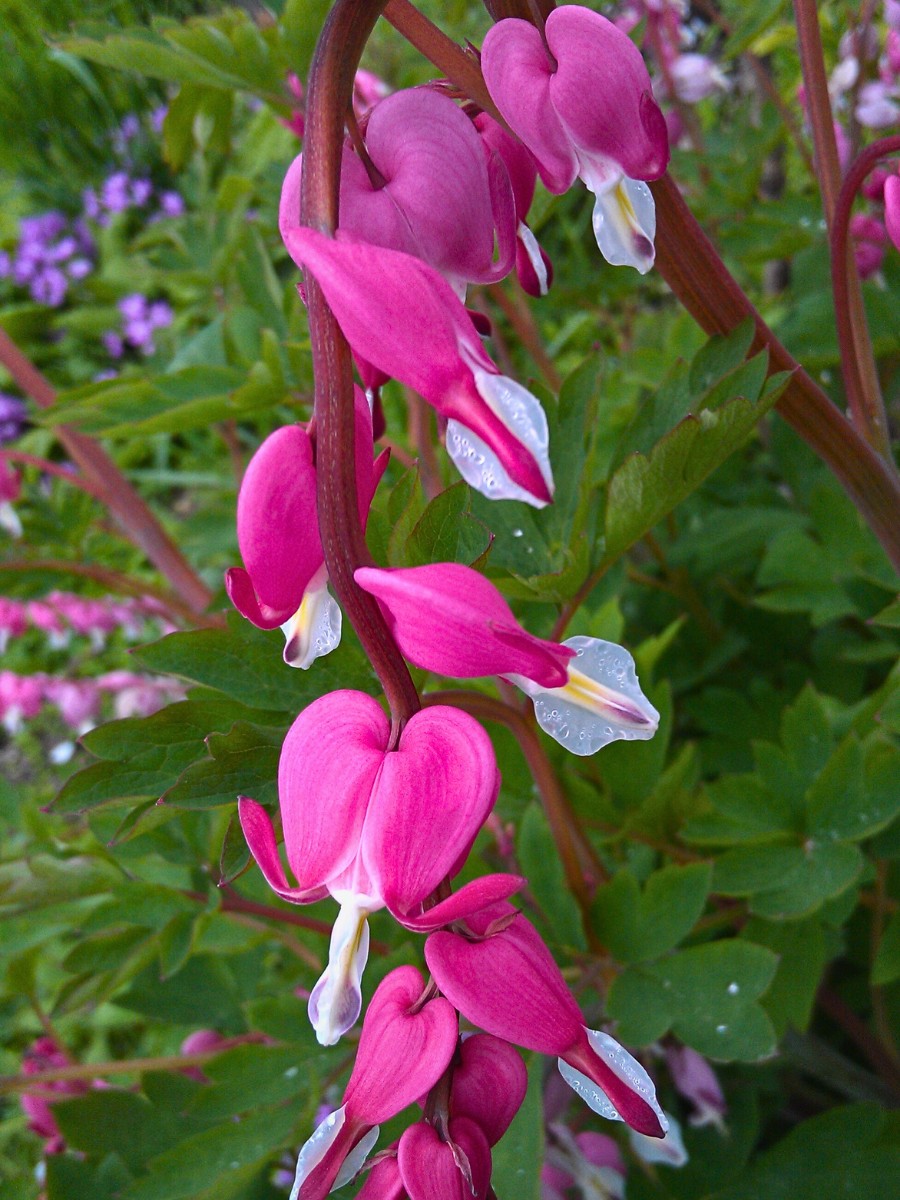 What is the bleeding heart meaning of flower?