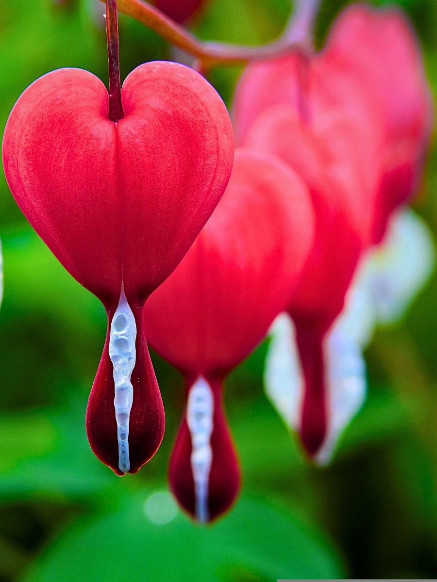 meaning of bleeding heart flower