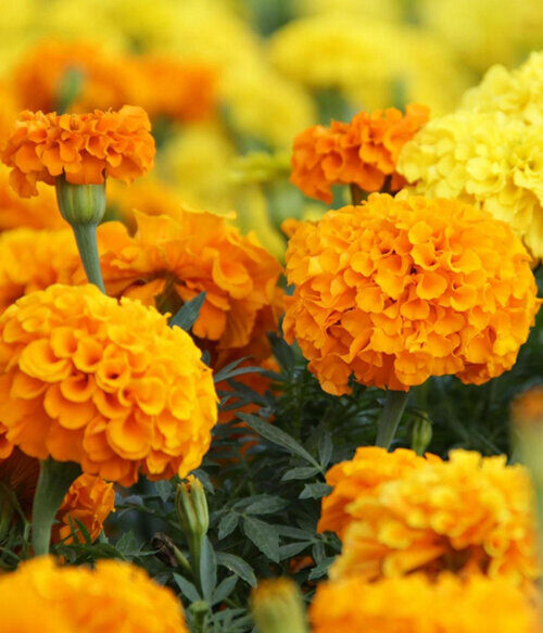 The Flowers of Bali Marigold