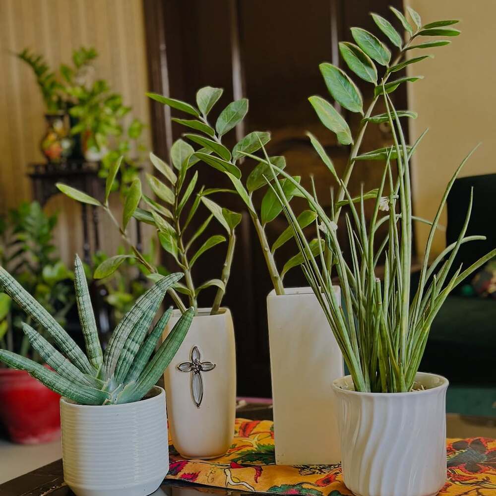 Indoor plants on warm wooden floor