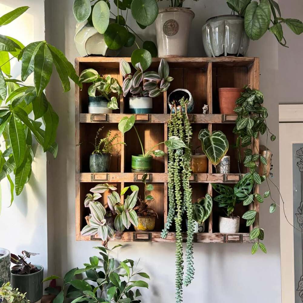Indoor plants sitting on wooden floor