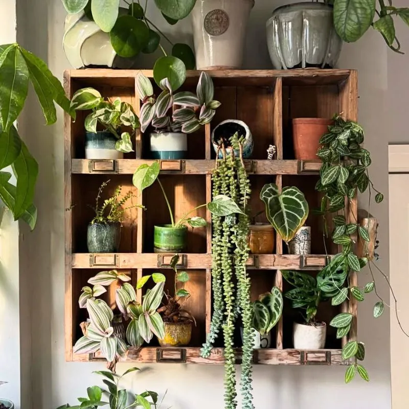 Underfloor Heating and Houseplants Feature Image