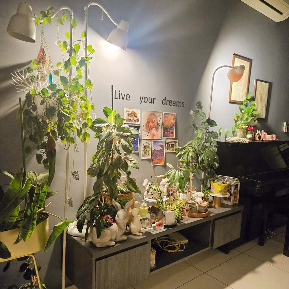 A collection of indoor plants near furniture
